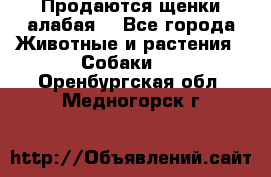 Продаются щенки алабая  - Все города Животные и растения » Собаки   . Оренбургская обл.,Медногорск г.